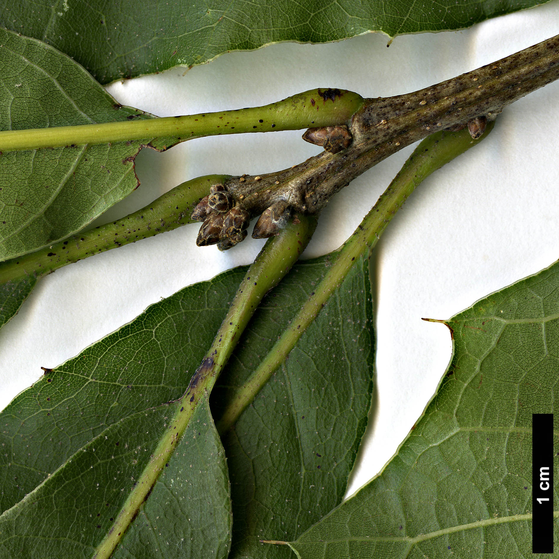 High resolution image: Family: Fagaceae - Genus: Quercus - Taxon: cortesii